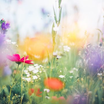 Summer Feelings…..! 2 Wochen für CHF 1